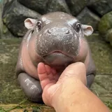 Moo Deng Moo Deng